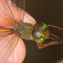 Emerald dragonfly
