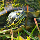 Yellow Bellied Slider Turtle