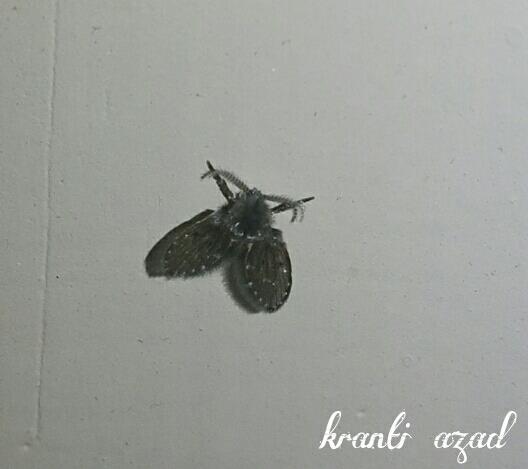 Drain or Moth Fly