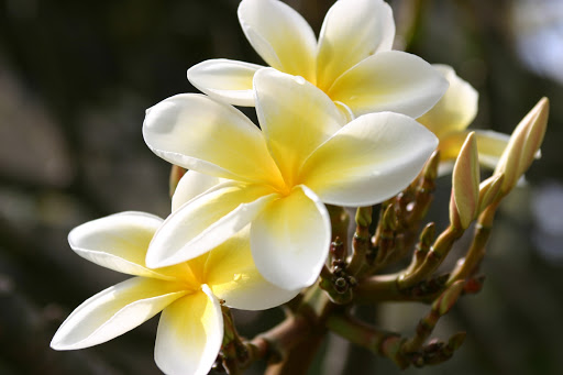 plumeria-Hawaii - The plumeria, with subtle yellow gradations, is one of the most beloved flowers in Hawaii.  