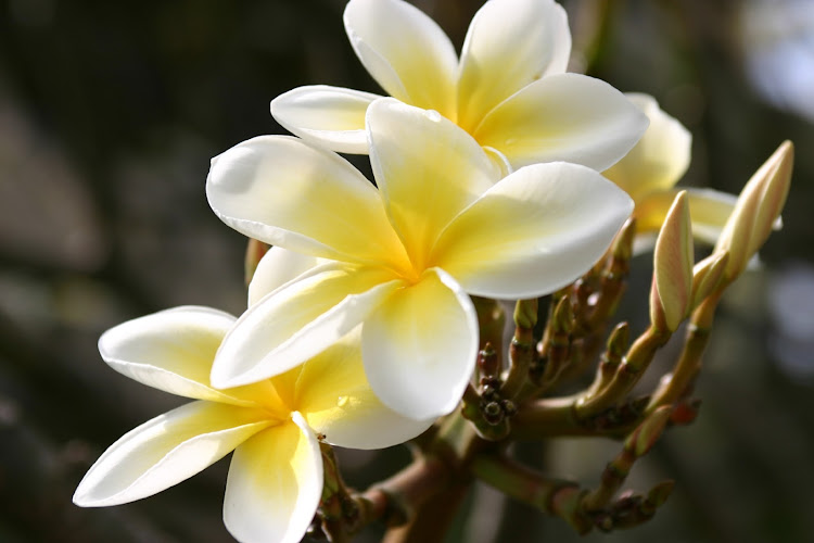 The plumeria, with subtle yellow gradations, is one of the most beloved flowers in Hawaii.  