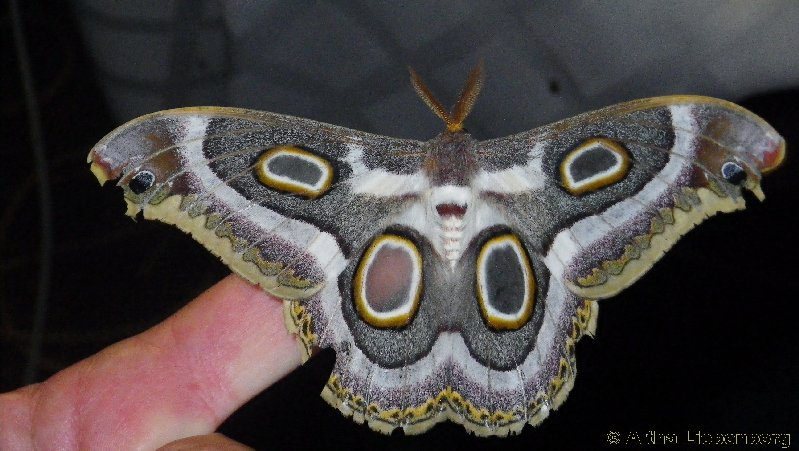 Saturniid Moth