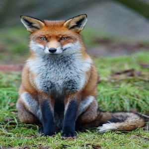 Mammals Of Britain.apk 2.5