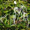 Grand Crinum river Lily