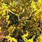 Showy goldenrod