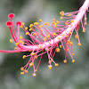 Hibuscus flower pistil and stamens