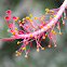 Hibuscus flower pistil and stamens