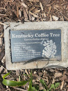 Kentucky Coffee Tree