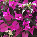 Bougainvillea