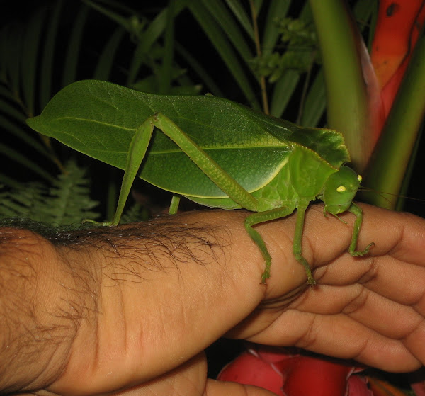 Green Crested Katydid Project Noah