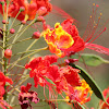 Dwarf Poinciana