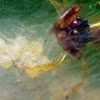 Scorpion mimic Jumping Spider