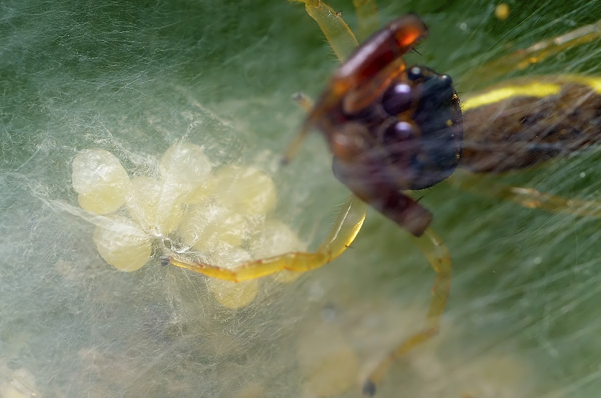 Scorpion mimic Jumping Spider