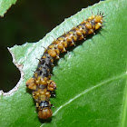 Winged Caterpillar