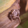 Jumping spider