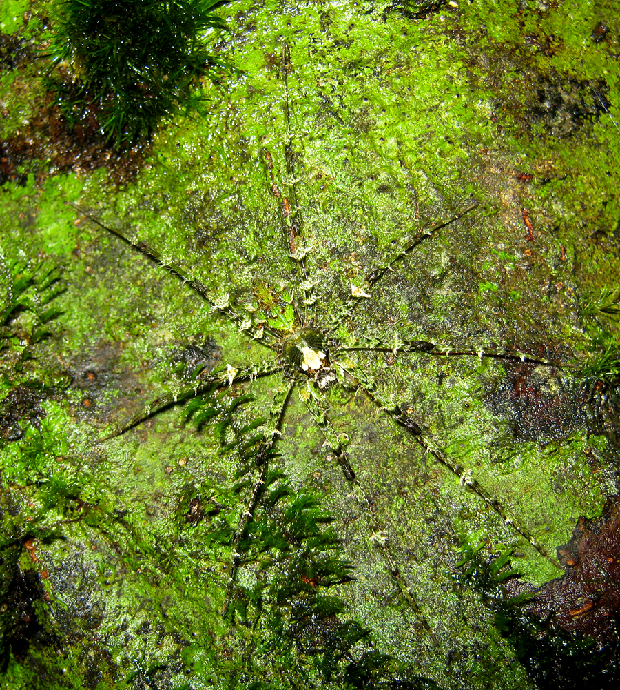 Moss Spider