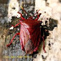 Giant Stink Bug ♂