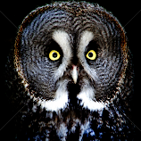 Round by John Phielix -  