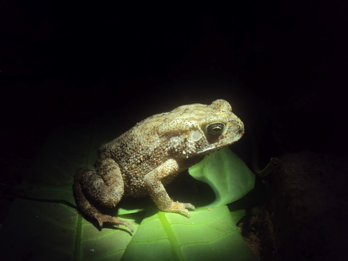 Asian toad