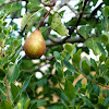 Pereiro (Pear Tree)