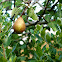 Pereiro (Pear Tree)