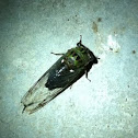 Adult Anual Cicada