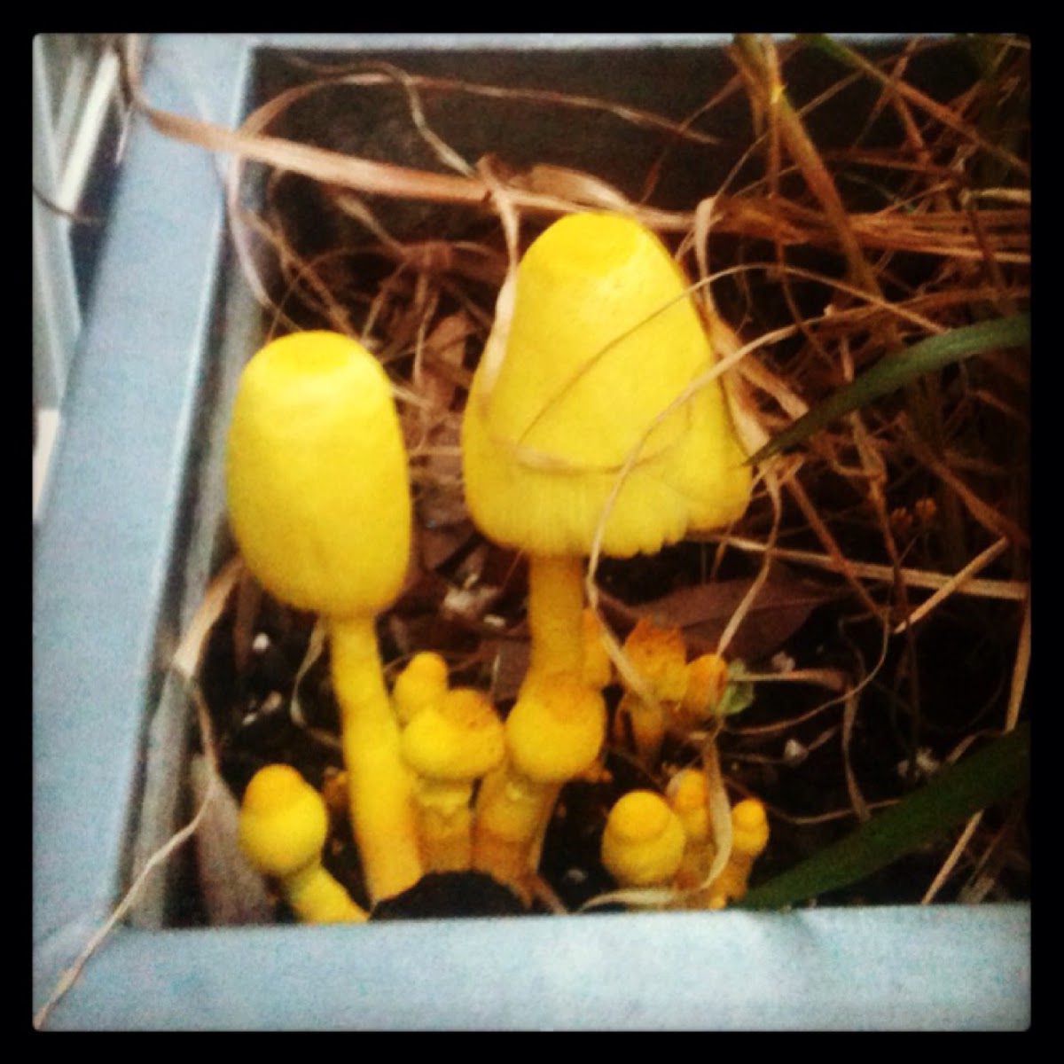 Yellow Flowerpot Parasol