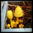 Yellow Flowerpot Parasol