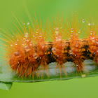 Woolly Bear (caterpillar)