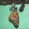 Monarch, eclosing