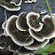 Trametes versicolor