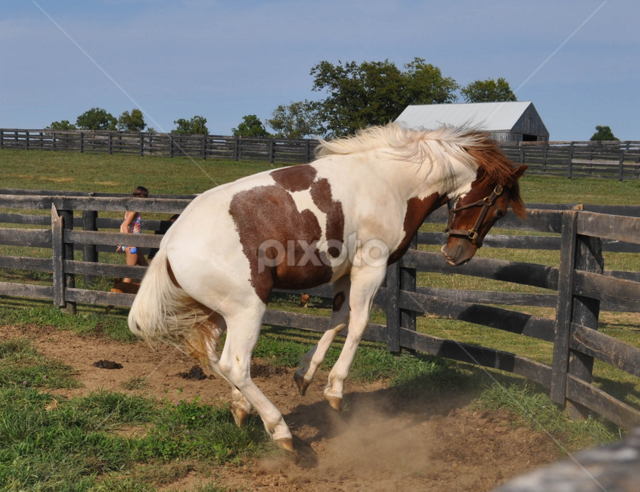 Jump For Joy by Teresa Francis - Animals Horses
