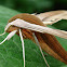 Tersa Sphinx Moth