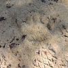 Black Bear Footprint