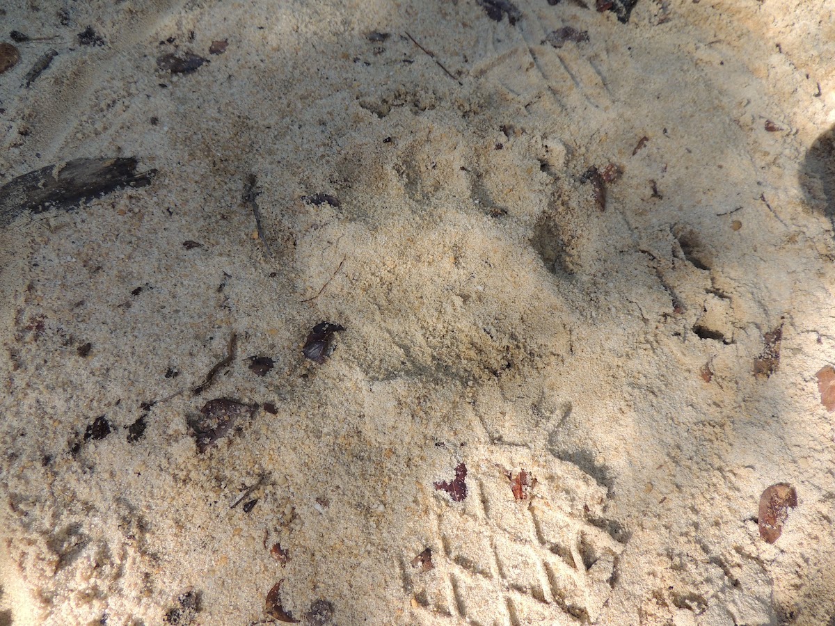 Black Bear Footprint