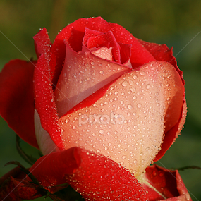 by Bharat Dudeja - Flowers Single Flower