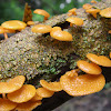 Orange Pore fungus