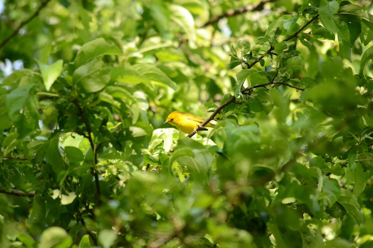 Wilson's warbler