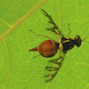 breadfruit fly