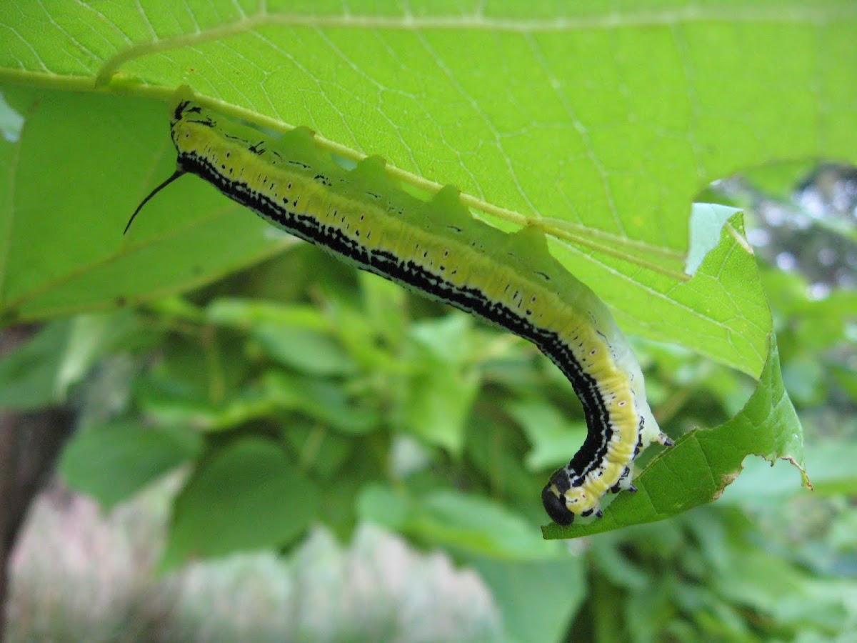 Catalpa Sphinx caterpillar