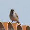 House Sparrow; Gorrión Común