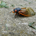 17 Year Cicada