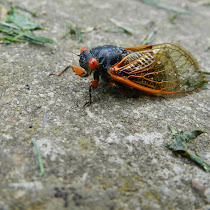 World Science Festival Cicada Count