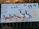 Canada Geese, Large and Small