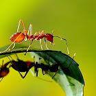 Weaver ant