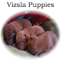 Vizsla Puppies logo