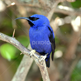Yellow legged Honey Creeper by Milton Moreno - Animals Birds