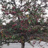 Raspberry tree