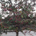 Raspberry tree