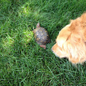 Eastern box turtle